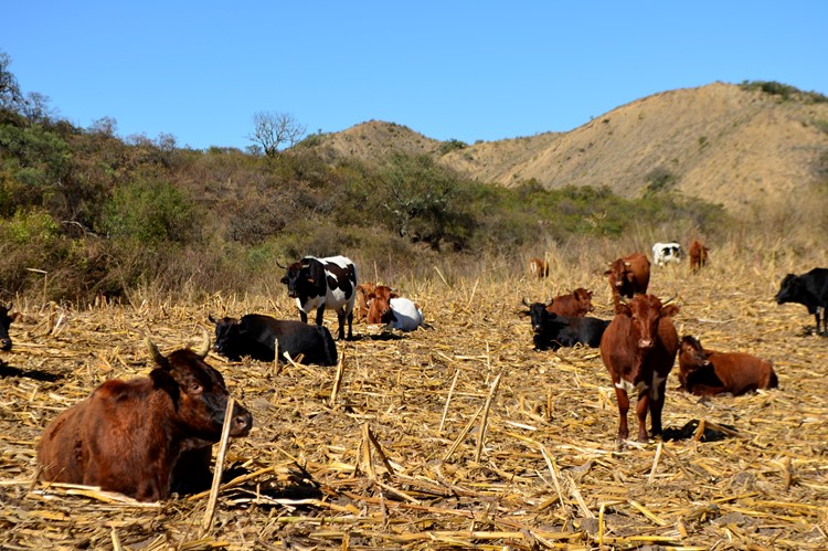 Koeien in de wei - Bolivia